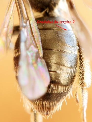 Réf. 184 708 : Andrena minutula